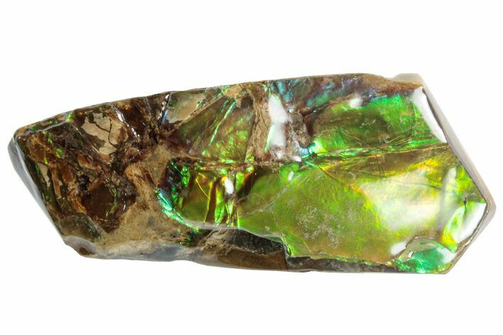Iridescent Ammolite (Fossil Ammonite Shell) - Alberta #258310